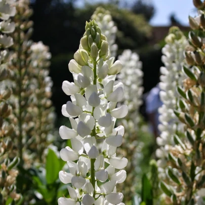 Lupina mnoholistá biela - Lupinus polyphyllus - voľnokorenné sadenice lupiny - 1 ks