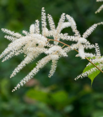 Astilba japonská Deutschland - Astilbe japonica - cibuľoviny - 1 ks