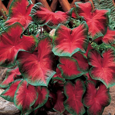 Kaládium Freida Hemple - Caladium bicolor - cibuľoviny - 1 ks