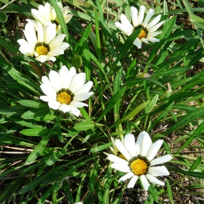 Gazánia Kiss White F1 - Gazania rigens - semená - 12 ks