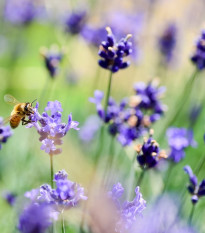 Levanduľa francúzska Bandera Purple - Lavandula Stoechas - semená - 20 ks