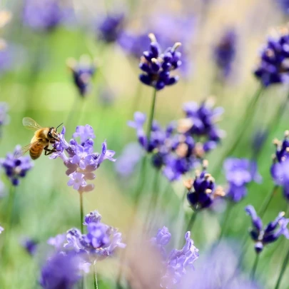 Levanduľa francúzska Bandera Purple - Lavandula Stoechas - semená - 20 ks