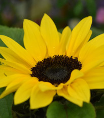 Slnečnica Sunrich Lemon - Helianthus annuus - semená - 8 ks