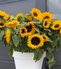 Slnečnica Big Smile - Helianthus annuus - semená - 8 ks