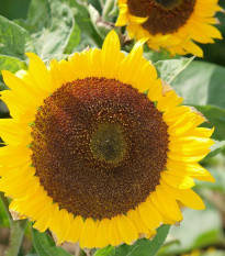 Slnečnica Mezzulah - Helianthus annuus - semená - 8 ks