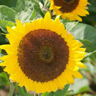 Slnečnica Mezzulah - Helianthus annuus - semená - 8 ks