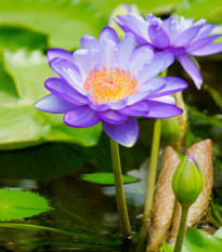 Lekno fialové - Nymphaea caerulea - semená - 6 ks