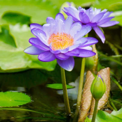 Lekno fialové - Nymphaea caerulea - semená - 6 ks