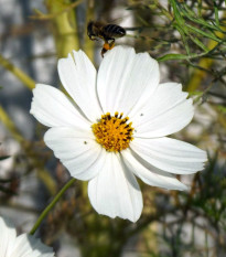 Krasuľka Sonata biela - Cosmos bipinnatus - semená - 15 ks