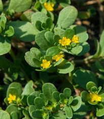 Portulaka zlatá - Portulaca oleracea - semená - 30 ks