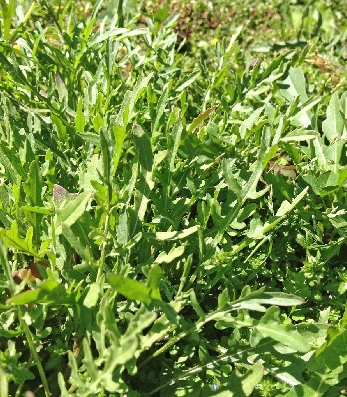 Divoká roketa Sorrento - Diplotaxis tenuiflora - semená - 0,5 g