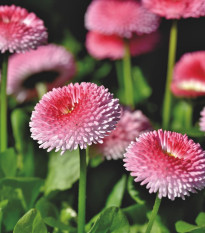 Sedmokráska obyčajná Tasso ružová s červeným stredom - Bellis perennis - semená - 50 ks