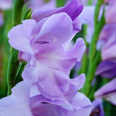 Gladiola modrá Tropic – Gladiolus Tropic – cibule gladiol