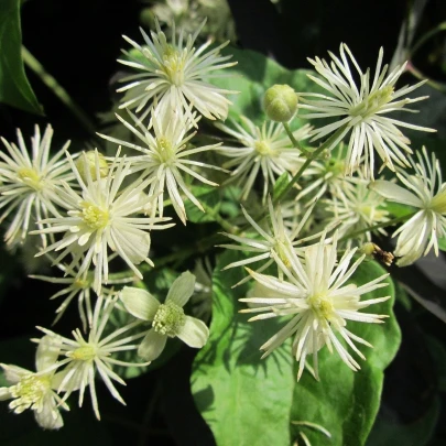 Plamienok plotný - Clematis vitalba - semená - 12 ks