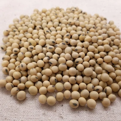 Sója - Glycina max - semená - 25 ks