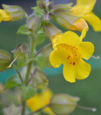 Čarodejka žltá - Mimulus luteus - semená - 200 ks