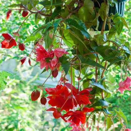 Begónia Cascade červená - Begonia Cascade - cibuľoviny - 2 ks