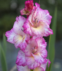 Gladiola My Love - Gladiolus - cibuľoviny - 3 ks