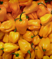 Chilli Trinidad Scorpion Moruga žlté - Capsicum chinense - semená - 5 ks