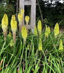 Mnohokvet biely - Kniphofia - Kleopatrina ihla - voľnokorenné sadenice mnohokvetu - 1 ks