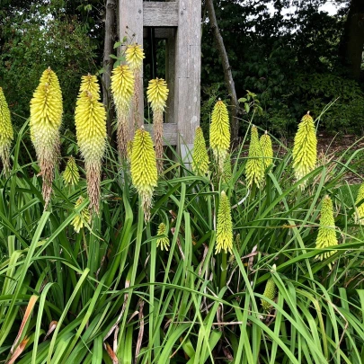 Mnohokvet biely - Kniphofia - Kleopatrina ihla - voľnokorenné sadenice mnohokvetu - 1 ks