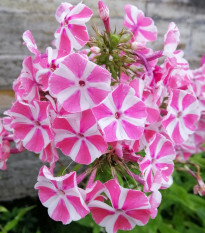 Plamienka Peppermint Twist - Phlox - predaj voľnokorenných sadeníc plamienky - 1 ks