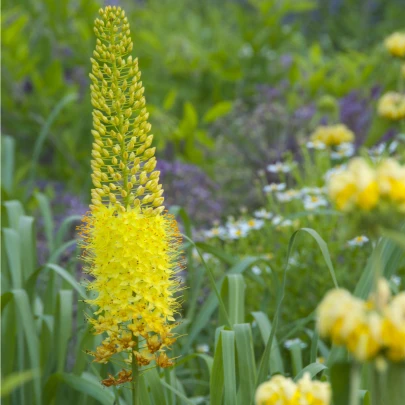 Fakľa Bungei - Eremurus bungei - cibuľoviny - 1ks