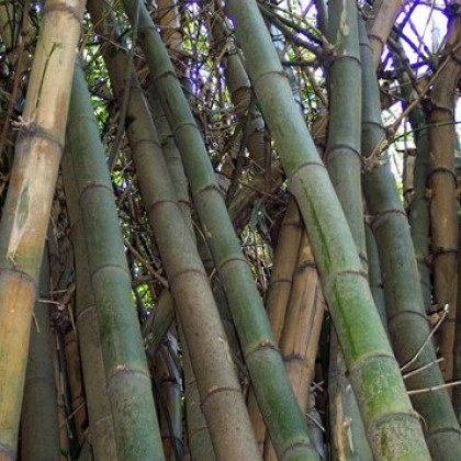 Bambus Indický - Bambus Balcooa - semená - 2 ks
