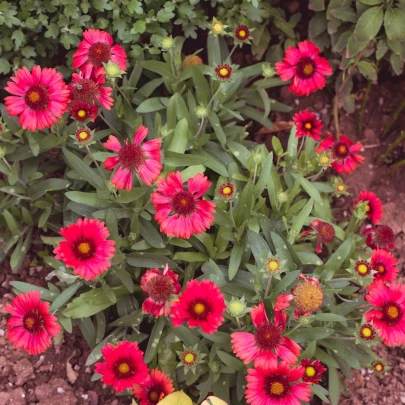 Kokarda Arizona Red Shades - Gaillardia aristata - semená - 10 ks