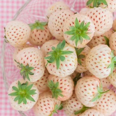 Jahoda Pineberry - Fragaria ananassa - voľnokorenné sadenice jahôd - 2 ks