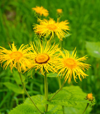 Oman pravý - Inula helenium - semená - 20 ks