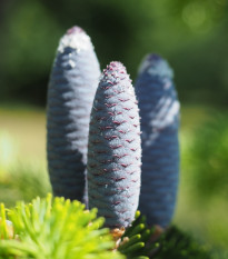 Jedľa Pindrow - Abies Pindrow - semená - 8 ks