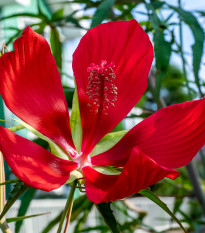 Ibištek šarlátový - Hibiscus coccineus - semená - 5 ks