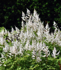 Astilba arendsová biela - Astilbe arendsii - semená - 8 ks