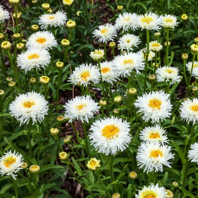 Sedmokráska stredne plnokvetá biela - Bellis perennis - semená - 0,1 g