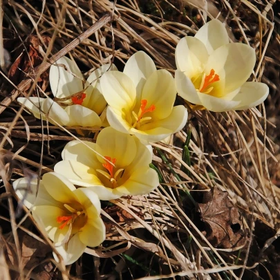 Krókus Ochroleucus - Crocus ochroleucus - cibuľoviny - 3 ks