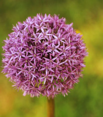 Okrasný cesnak Red Giant - Allium - cibuľoviny - 3 ks