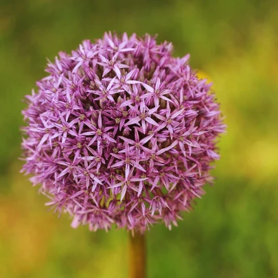 Okrasný cesnak Red Giant - Allium - cibuľoviny - 3 ks