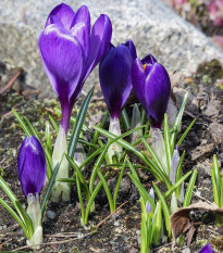 Krókus Tomasiniho Whitewell Purple - Crocus tommasinianus - cibuľoviny - 3 ks