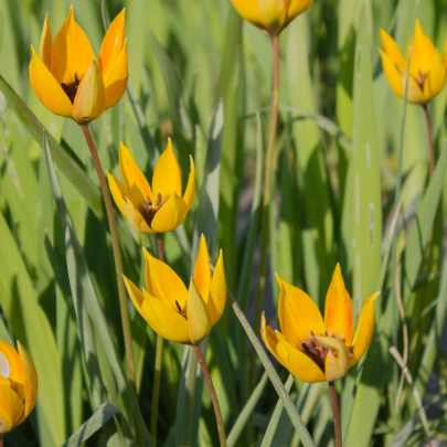 Tulipán lesný - Tulipa sylvestris - cibuľoviny - 3 ks