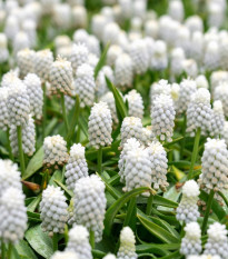 Modrica biela - Muscari aucheri - cibuľoviny - 4 ks