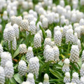 Modrica biela - Muscari aucheri - cibuľoviny - 4 ks