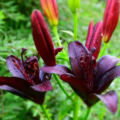 Ľalia čierna Nightrider - Lilium - cibuľoviny - 1 ks