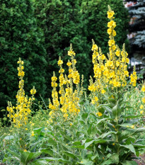 BIO Divozel veľkokvetý - Verbascum densiflorum - bio semená - 300 ks