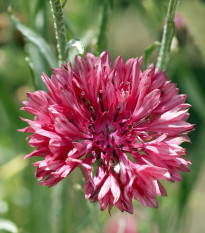 BIO Nevädza červená - Centaurea cyanus - bio semená - 50 ks