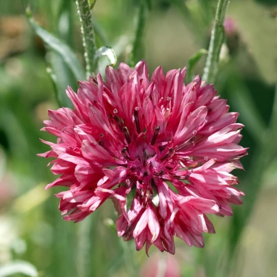 BIO Nevädza červená - Centaurea cyanus - bio semená - 50 ks