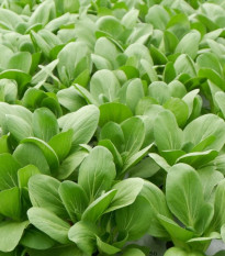 Pak Choi Atari F1 - Brassica rapa chinensis - semená - 50 ks