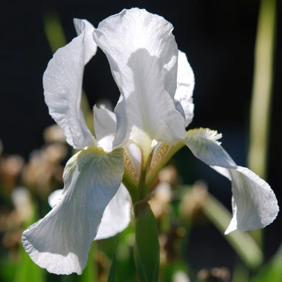 Kosatec sieťkovaný biely - Iris reticulata - cibuľoviny - 3 ks