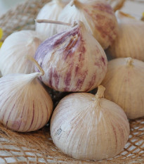 Sadbový cesnak Havel - Allium sativum - paličiak - cibule cesnaku - 1 balenie