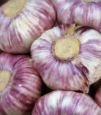 Sadbový cesnak Anton - Allium sativum - nepaličiak - cibule cesnaku - 1 balenie